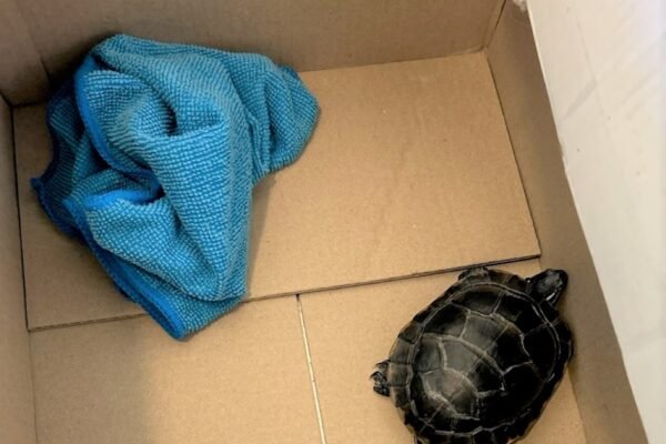 The man caught when he tried to smuggled live turtle through the safety of the airport in the front of his pants Photo: Turtle that was hidden in a traveler's pants at Newark Liberty International Airport on March 7